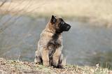 MALINOIS 663